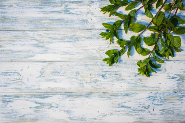 istock Fresh mint herb on white wooden background. 1154551997