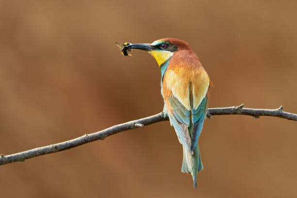 istock One European Bee-Eater (merops apiaster) on a branch in nature 1154554149