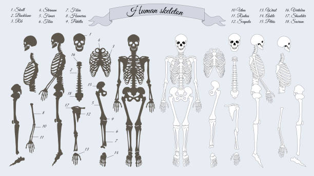 Human Skeleton. White and Black. Names of Bones Human skeleton. White and black. Names of peple's bones. Skull, backbone, rib, stornum, femur, tibia, fibia, humerus, patella, ulna, radius, scapula, wrist, ankle, shoulder, sacrum, vertebra. Vector sternum stock illustrations