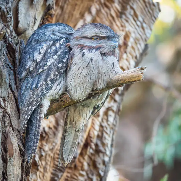The Tawny Frogmouth (Podargus strigoides) is an Australian species of frogmouth, an iconic type of bird found throughout the Australian mainland, Tasmania and southern New Guinea. It is often mistaken for an owl.