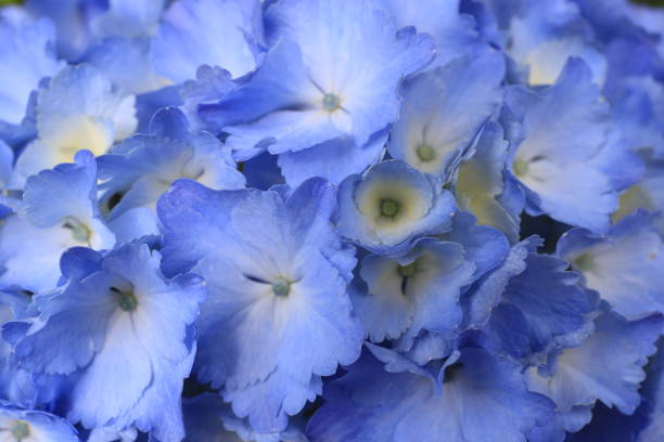 istock Hydrangea plant leaves and flowers micro photo 1154554840