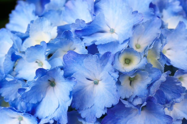 istock Hydrangea plant leaves and flowers micro photo 1154554864