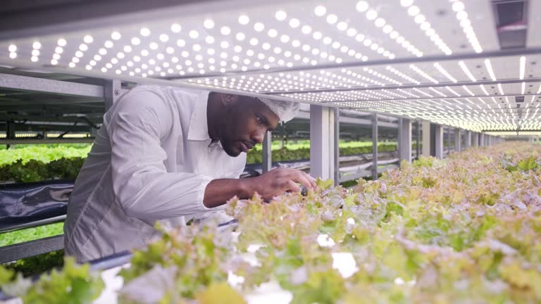 African Vertical Farmer Examining Indoor Crop Development