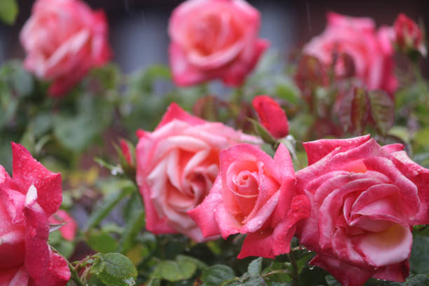 Stock photo of pink rose flowers with water droplets growing in flower garden in rain dew. This beautiful rose is fragrant and used for vase, valentine's day gift or floral arrangement in wedding. imagen de flores rosas de color rosa con gotas de agua que crecen en el jardín de la flor en el rocío de lluvia, cogollos de flores rosas rosas, pétalos con fondo de jardinería borrosa, romántico grupo de rosas para el florero, día de san valentín,