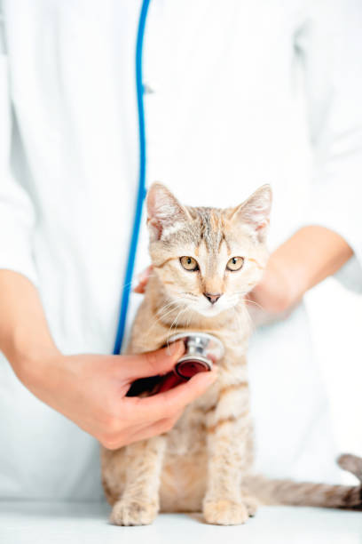 istock Woman veterinarian checkup a kitten. 1154556820