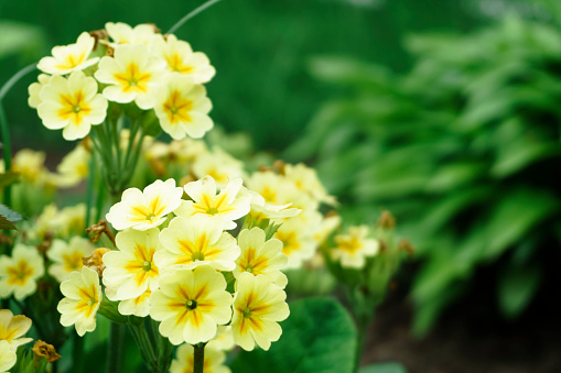 Flower background. Close up abronia flower, yellow flowers with dark yellow center and green leaves on a flower bed. Spring theme. . Nature concept.