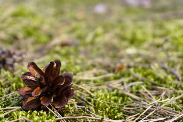 Closeup of a pinecone on the ground with a blurry background.