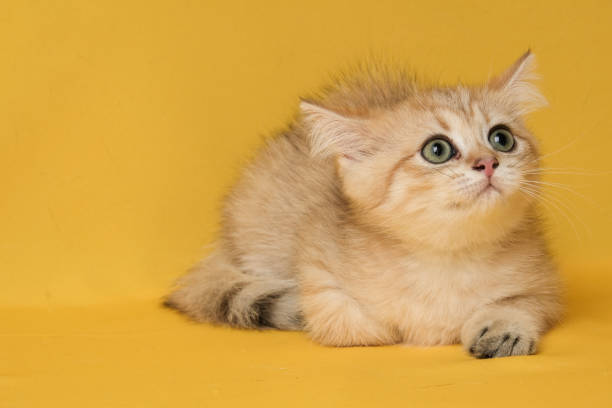 istock The British Shorthair Cat in room 1154558198