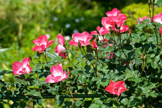 as flores bonitas do jardim de rosas cor-de-rosa floresceu. - velvet rose flower thorn - fotografias e filmes do acervo