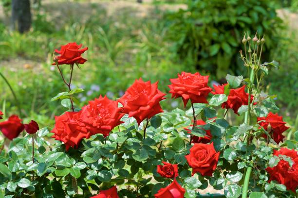 flores hermosas de jardín de rosas rojas floreció. - velvet rose flower thorn fotografías e imágenes de stock