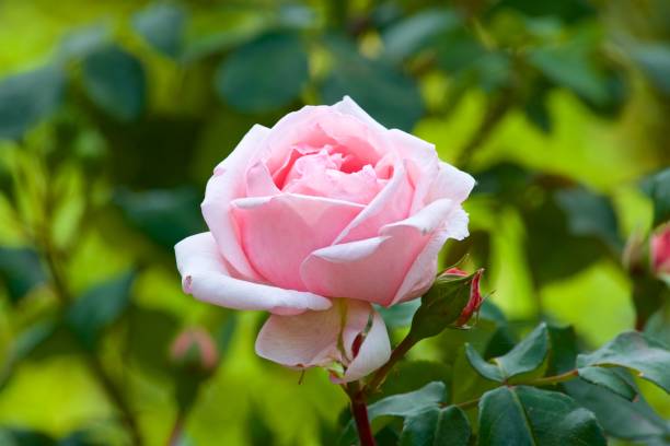hermosas flores de rosa jardín de rosas floreció. - velvet rose flower thorn fotografías e imágenes de stock