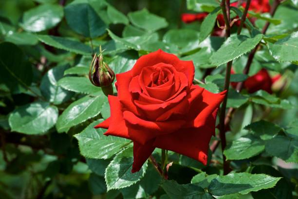 flores hermosas de jardín de rosas rojas floreció. - velvet rose flower thorn fotografías e imágenes de stock