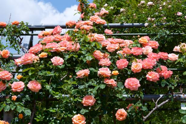 hermosas flores de rosa jardín de rosas floreció. - velvet rose flower thorn fotografías e imágenes de stock