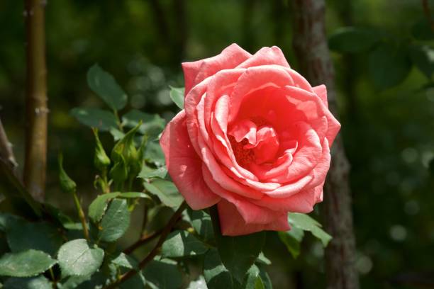 as flores bonitas do jardim de rosas cor-de-rosa floresceu. - velvet rose flower thorn - fotografias e filmes do acervo