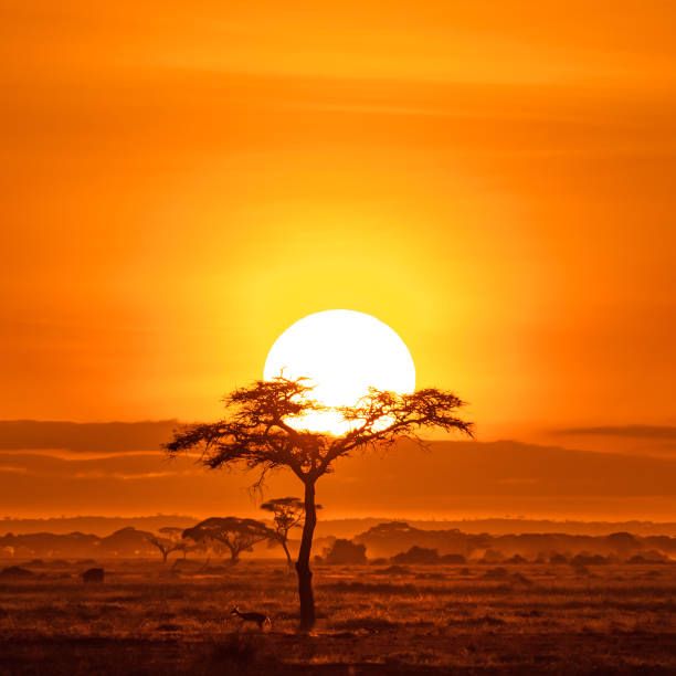istock Impala under an acacai tree at sunrise, Amboseli 1154558264