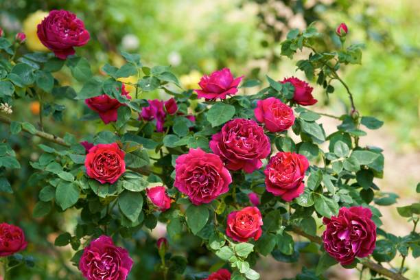 as flores bonitas do jardim de rosa vermelho floresceu. - velvet rose flower thorn - fotografias e filmes do acervo