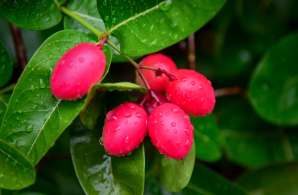 istock Carunda fruit herb in Thailand 1154559145