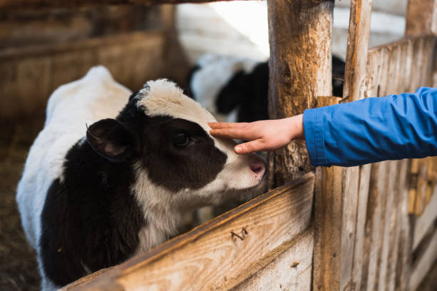 istock Cute calf looks into the object. A cow stands inside a ranch next to hay 1154559555