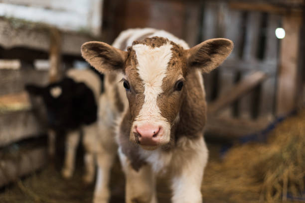 istock Cute calf looks into the object. A cow stands inside a ranch next to hay 1154559588