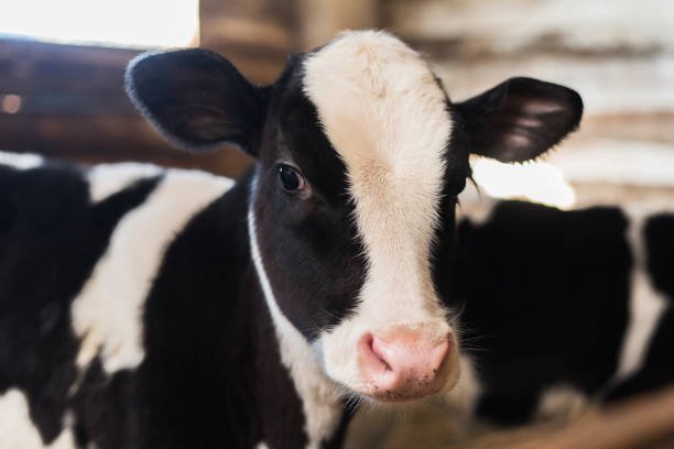istock Cute calf looks into the object. A cow stands inside a ranch next to hay 1154559606