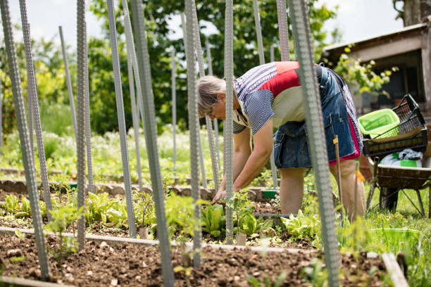 istock Mature Woman Gardening in Springtime 1154560277