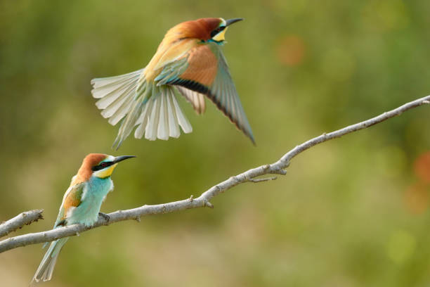istock Two European Bee-Eaters (merops apiaster) in nature 1154560485