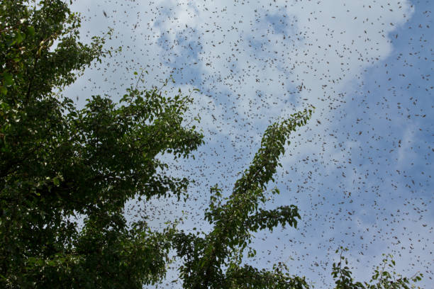 istock Starting swarming. Bees in air. 1154561365