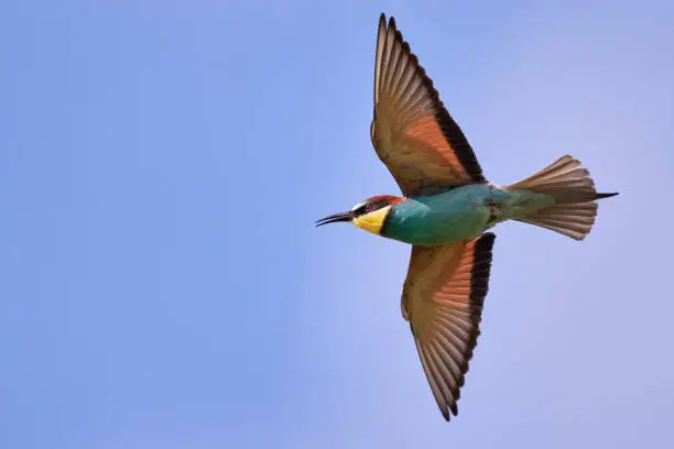 one bee-eater flying in the blue sky in Gerolsheim, Germany