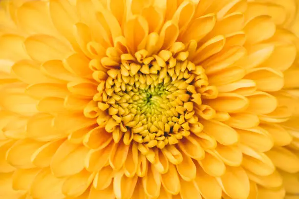 Photo of Close up image of yellow flower, floral background, abstract summer walpaper