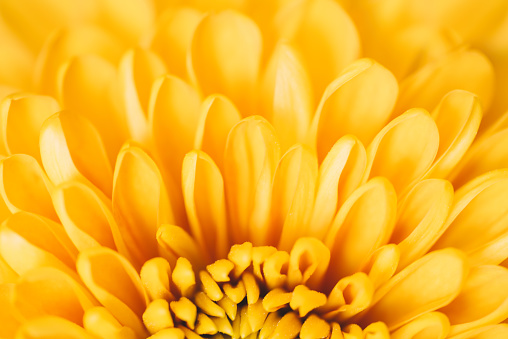 Close up image of yellow flower, floral background, abstract summer concept walpaper