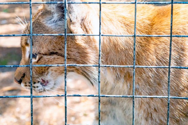 A Lynx pacing on a hot summer day. It is in an enclosure at the Cat Survival Trust Centre at Welwyn.  The trust does a huge amount to protect and rehome big cats from failing zoos or private collectors and is part of the world wide cat breeding programme.