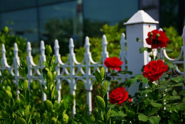 istock Park and construction site where flowers bloom 1154566427