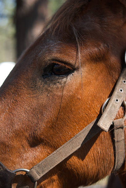 istock Horse Face with Close-up on Eye 115456696