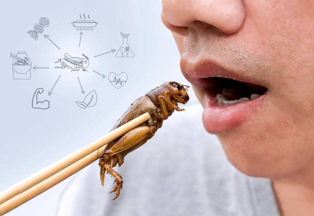 Food Insect: Man hand holding chopsticks eating Cricket insect deep-fried as food on restaurant and symbol icons media nutrition, it is good source of protein edible for future. Entomophagy concept. insectos de la comida: mano del hombre que sostiene los palillos comiendo insecto de cricket profundamente frito como comida en el restaurante y símbolos iconos de la nutrición de los medios, es una buena fuente de proteína comestible para el futuro. co