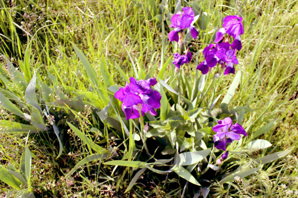 istock Purple irises close up. 1154567908