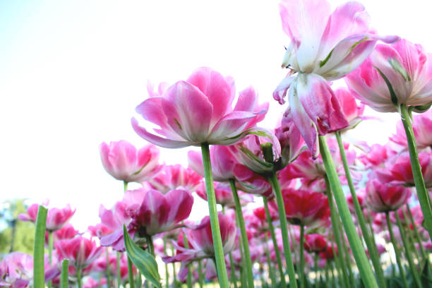 rosa tulpen im garten blühen in grün hautnah - tulip blue close up cut flowers stock-fotos und bilder