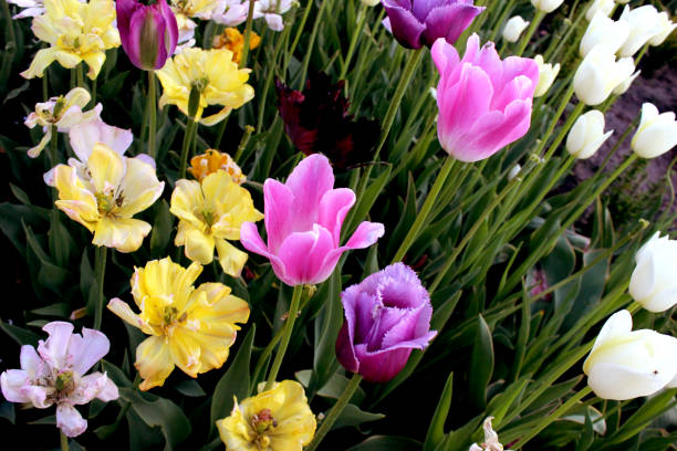 farbenfrohe tulpengarten blüht in grün hautnah - tulip blue close up cut flowers stock-fotos und bilder