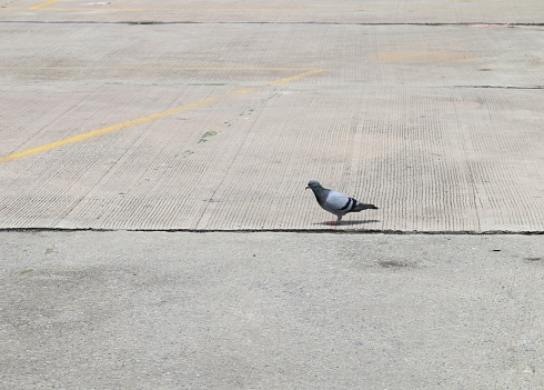 a dove, dove bird on ground