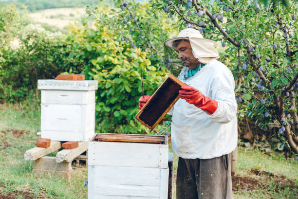 istock Getting Ready For The Honey Season 1154568316