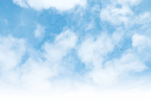 Dragonflies flying on Beautiful clear sky Background