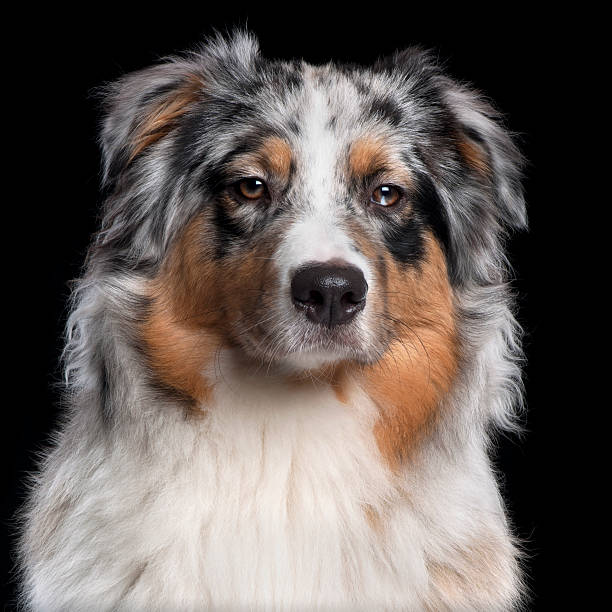 istock Australian Shepherd dog, ten months old, black background. 115456861