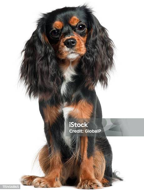 Cavalier King Charles Spaniel Elf Monate Alt Sitzen Weißem Hintergrund Stockfoto und mehr Bilder von Hund