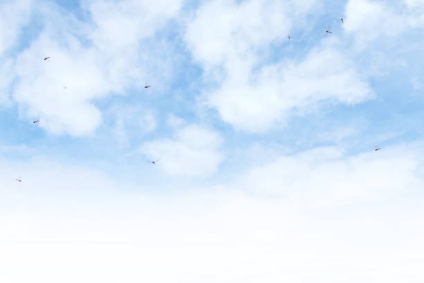istock Dragonflies flying on Beautiful clear sky Background 1154568918