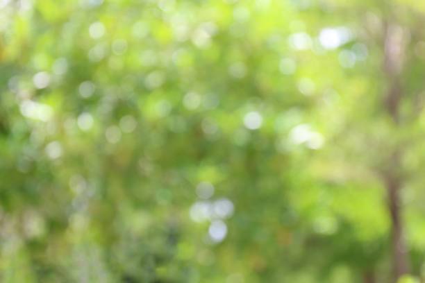 istock nature tree background bokeh light green apstract 1154569261