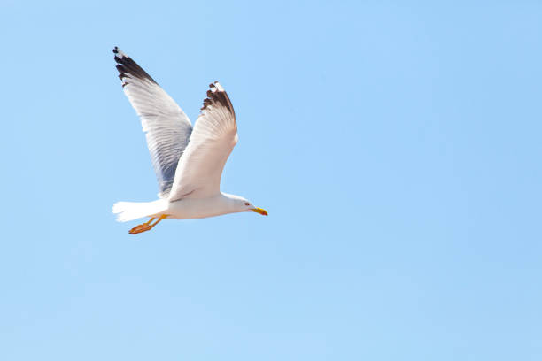 istock white seagull flying in the blue sky 1154570225