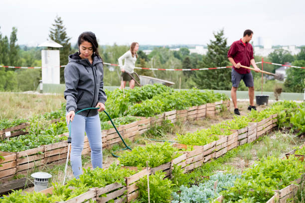 молодая женщина воды растений в городском саду - vegetable garden urban scene city life community garden стоковые фото и изображения