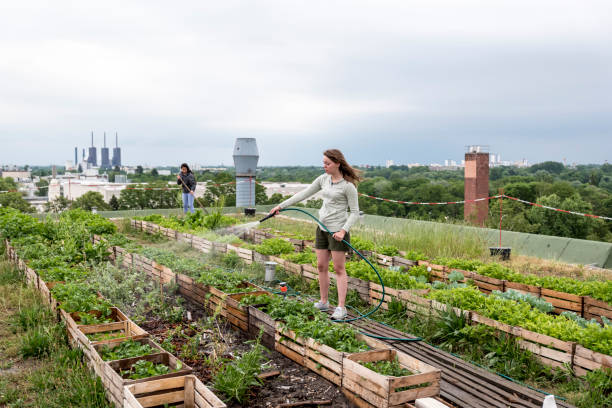 Young woman waters plants in an urban garden in front of a power station Young woman, waters herbs and plants on a urban roof garden community vegetable garden stock pictures, royalty-free photos & images