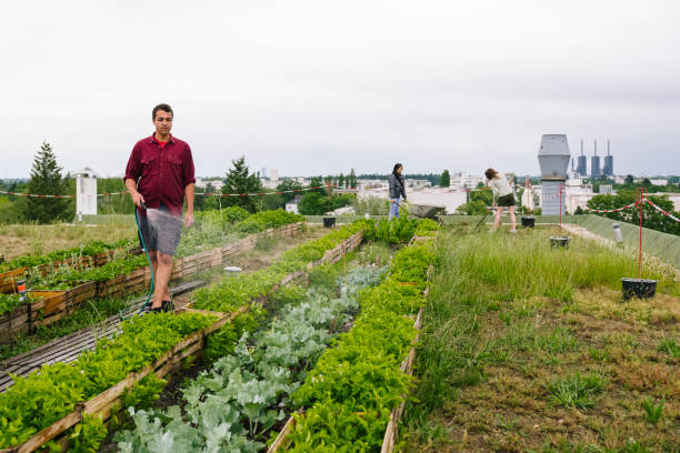 молодой человек воды травы и растения воды растений в городском саду - vegetable garden urban scene city life community garden стоковые фото и изображения