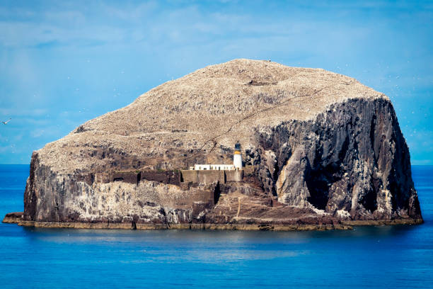 bass rock, colony of gannets, north berwick, scotland,uk - sea bass imagens e fotografias de stock