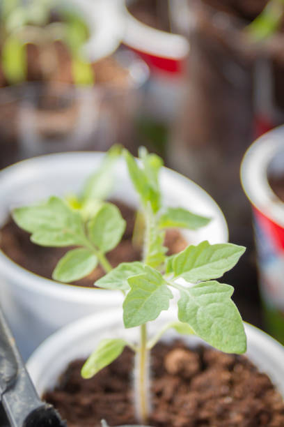 istock Young seedlings sprouted in a glass in early spring 1154573376